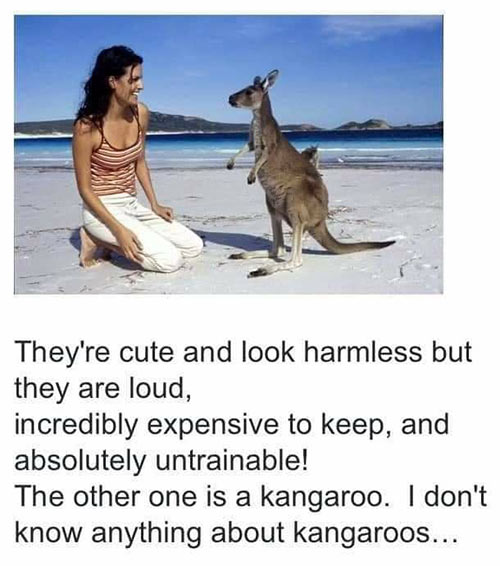 Parting Shots: Kangaroos