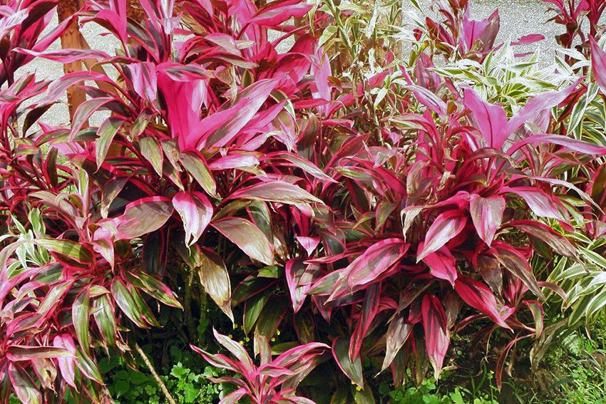 red tropical plant