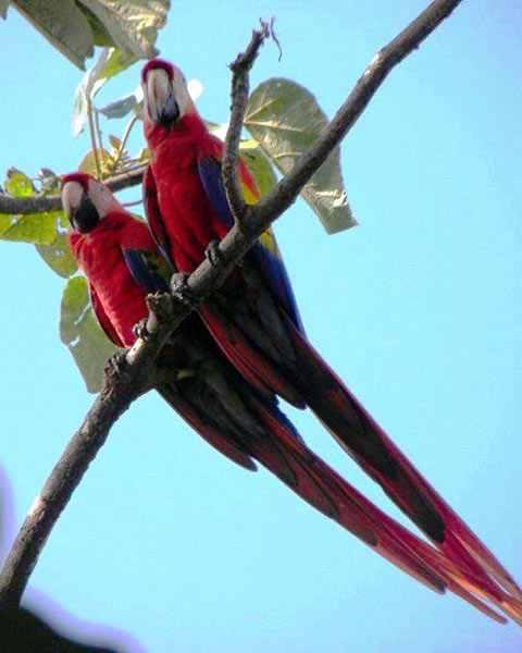 parrots