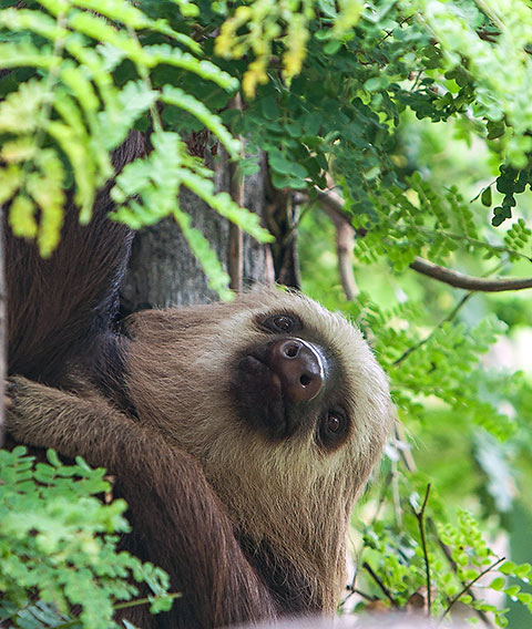 Three-toed sloths at Diamante Eco-Adventure Park’s zoo