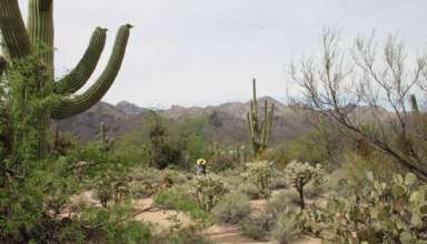 Tucson Cacti