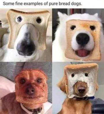 Pure Bread dogs